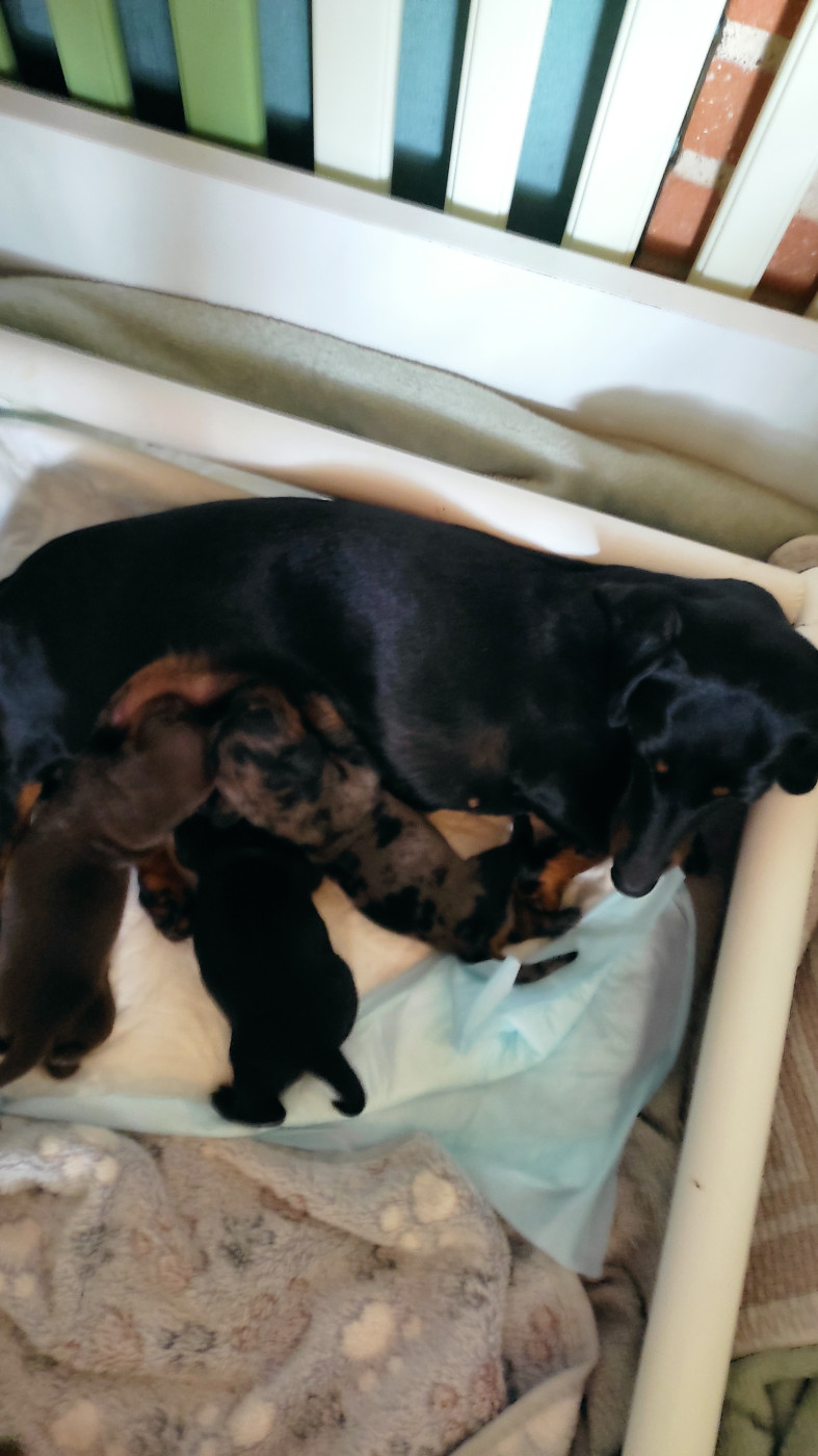 Chiot Teckel poil ras Petites Pattes En Liberte