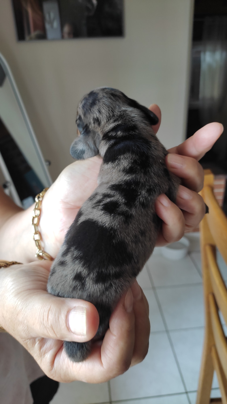 Petites Pattes En Liberte - Chiots disponibles - Teckel poil ras