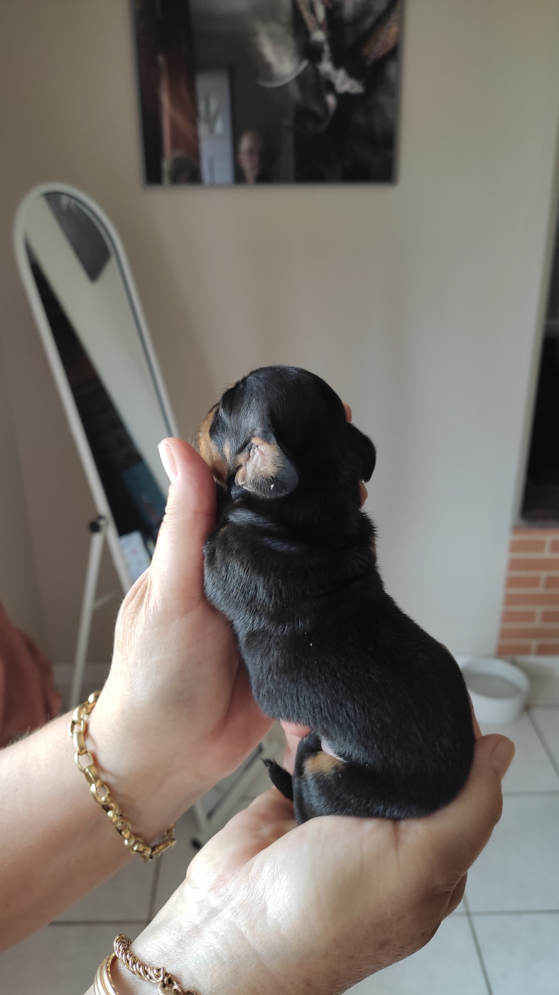 Petites Pattes En Liberte - Chiots disponibles - Teckel poil ras