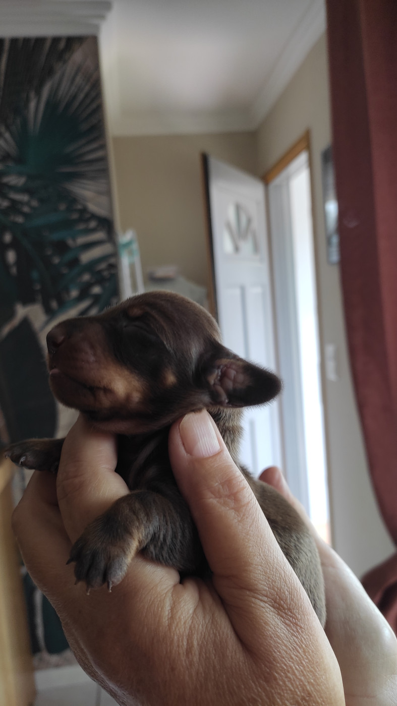 Petites Pattes En Liberte - Chiots disponibles - Teckel poil ras