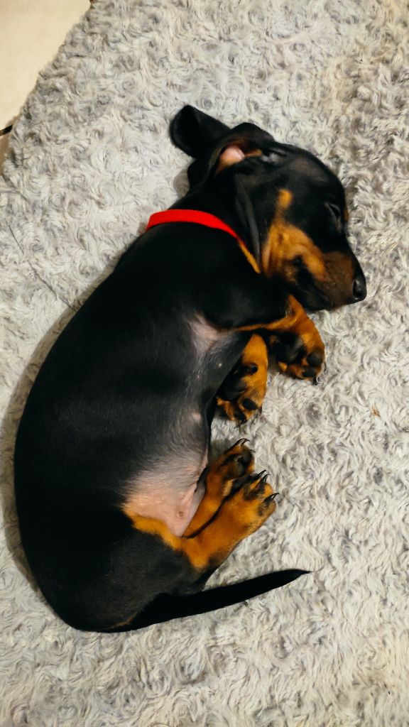 Petites Pattes En Liberte - Chiots disponibles - Teckel poil ras