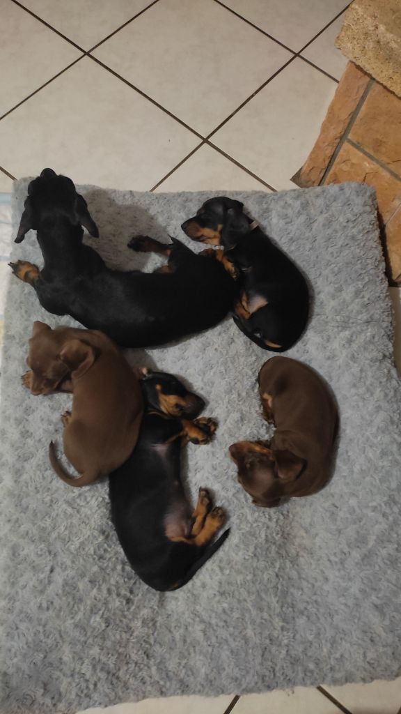 Chiot Teckel poil ras Petites Pattes En Liberte